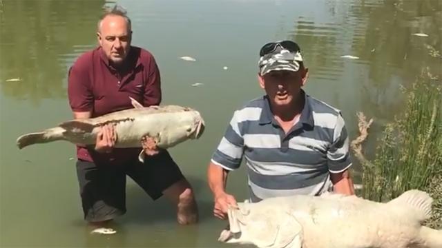 Why The Murray-Darling Basin’s Fish Are Dying