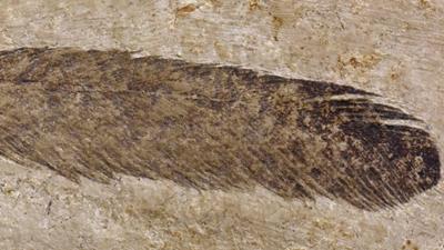 First Dinosaur Feather Ever Discovered Isn’t What Scientists Thought