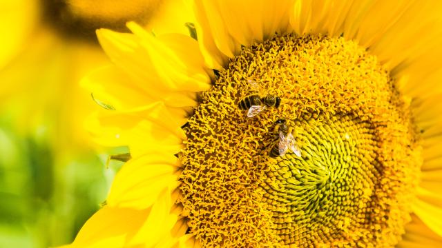 Intriguing New Research Suggests Honeybees Can Do Simple Maths