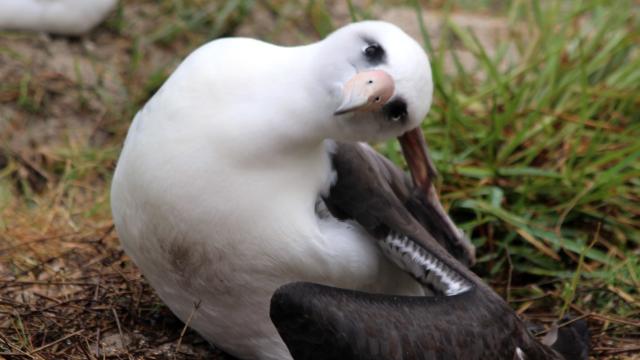 World’s Oldest Wild Bird, Now 68, Still Fucks And She Has The Baby To Prove It