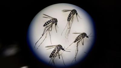 Diet Drugs Might Make Mosquitoes Stop Thirsting For Our Blood