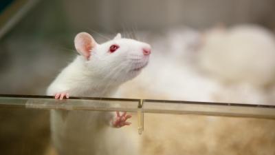 Project ‘DeepSqueak’ Aims To Decipher What Mice And Rats Are Really Chattering About