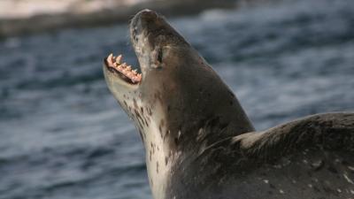 Seal Poop Thumb Drive Mystery (Partially) Solved As Owner Steps Forward