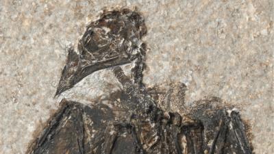 Cartoonishly Well-Preserved Fossil Is The Earliest Bird Of Its Kind