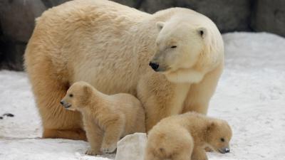 Russian Authorities Declare State Of Emergency After ‘Mass Invasion’ Of Polar Bears In Remote Settlement