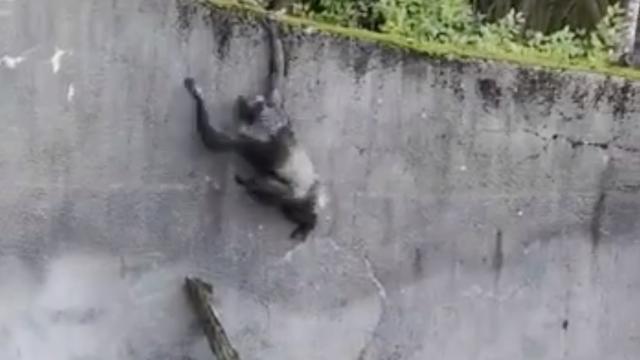 Chimps Use Branch As ‘Ladder’ In Bold Attempt At Escape From Belfast Zoo Enclosure