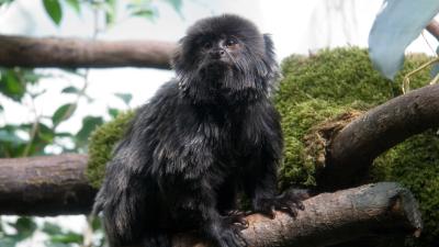 This Tiny, Beautiful Monkey Has Been Stolen And Needs Her Medicine