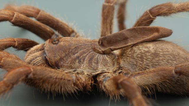 New Tarantula Species Has Big, Weird, Floppy Horn