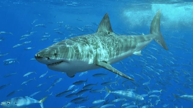 Newly Decoded Great White Shark Genome Hints At Why They’re So Indestructible