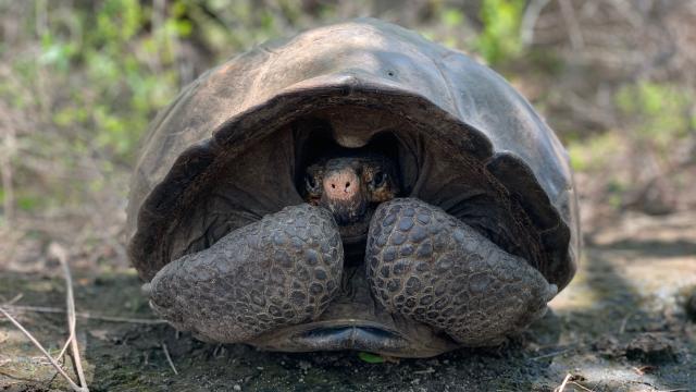 Giant Tortoise Feared Extinct Rediscovered In The Galápagos After 113 Years