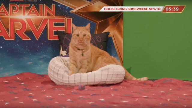 Watch Captain Marvel’s Goose Actor Do Cat Things On YouTube