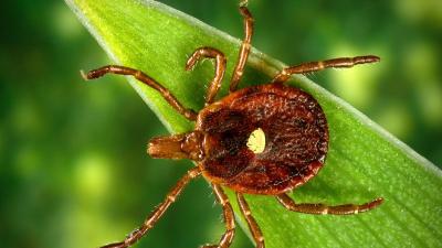 Weird Meat Allergy Caused By Ticks May Be Easier To Catch Than We Thought