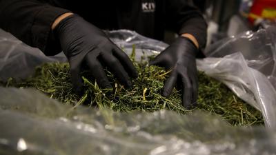 San Francisco To Expunge Thousands Of Cannabis Convictions With Help From An Algorithm