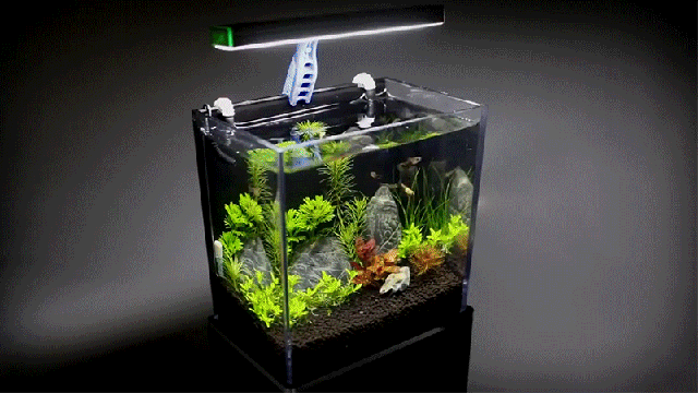 Recycling A GoPro Box Into A Working Aquarium Is The Best Reason To Upgrade