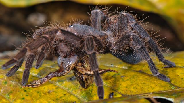 Time Now For Some Gnarly Photos Of Spiders Eating Other Animals