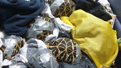 Hundreds Of Exotic Turtles And Tortoises Wrapped In Duct Tape Found In Airport Luggage