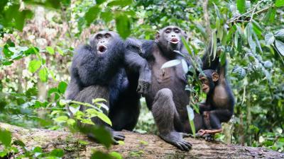Chimpanzee Traditions Are Being Lost Along With Their Habitats