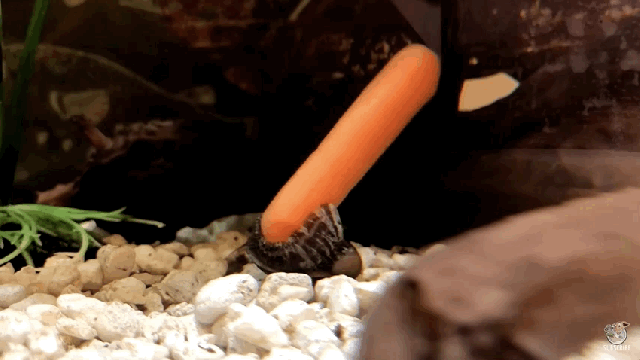 What Is This Snail Doing? A Gizmodo Investigation