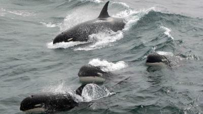Scientists Capture Rare Footage Of Mysterious ‘Type D’ Killer Whale, Possibly A New Species