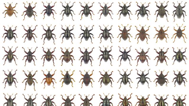 103 New Beetle Species Named After Star Wars Characters And Mythological Beasts