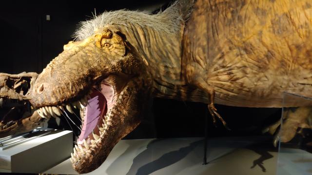 What Did T. Rex Look Like? A New Exhibit Has The ‘Ultimate Predator’ In Feathers