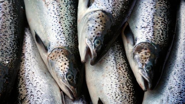 Import Ban On Genetically Modified Salmon In U.S. Lifted