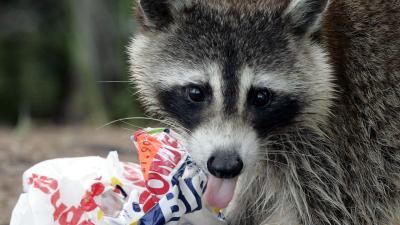 Health Officials Warn New Yorkers To Vaccinate Their Pets As Rabid Raccoons Appear In Manhattan
