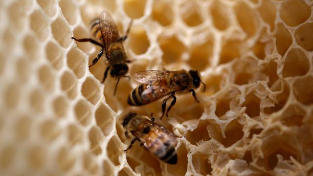 Scientists Want To Use Honey From Beehives To Monitor Pollution
