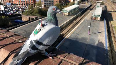 Pigeons With Tiny Backpacks Are Gathering Climate Data Now