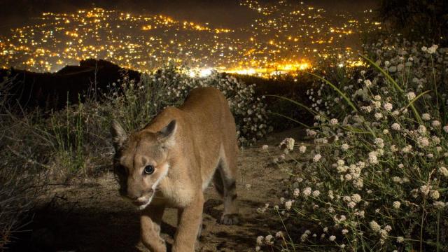 LA’s Mountain Lions May Face Extinction — But There’s A Way To Save Them