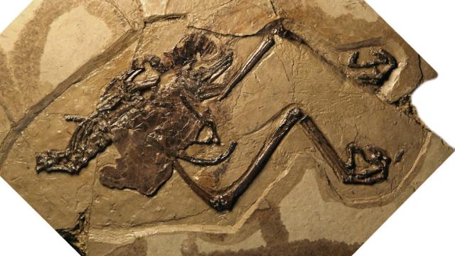 Ancient Bird Fossil Includes Evidence Of An Unlaid Egg