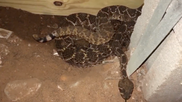 Oh Hell No: Snake Catcher Finds 45 Rattlesnakes At Texas Home After Being Called To Remove A ‘Few’