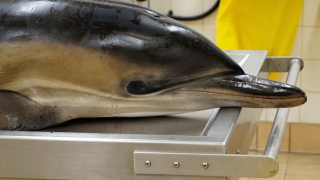 Exploding Whales, Poisoned Porpoises: The Gruesome World Of Cetacean Autopsies