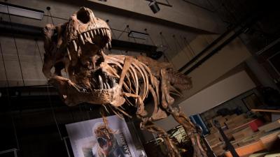 Gigantic T. Rex Skeleton Found In Canada Is Officially World’s Biggest