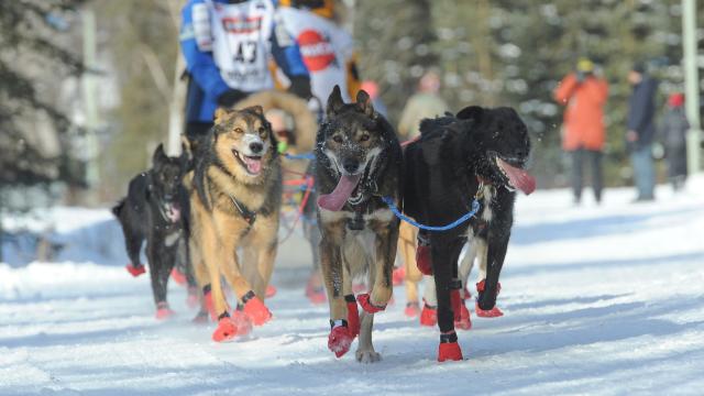 How Technology And Climate Change Are Transforming America’s Wildest Dog Sled Race