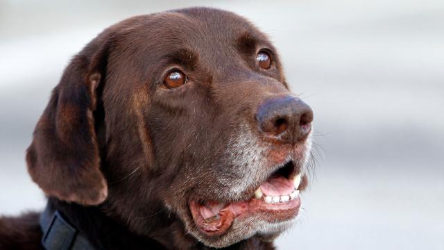 Dogs Detect Seizures By Smelling Them, New Evidence Suggests
