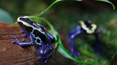 Alarming Study Concludes Frogs Are Undergoing A ‘Catastrophic’ Global Die Off 