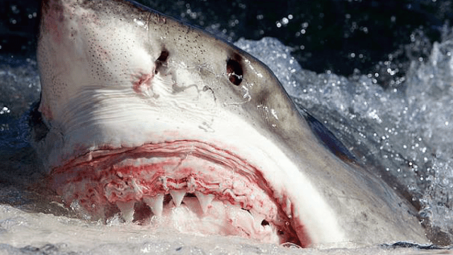 Great White Sharks Appear Perfectly Healthy Despite Lead, Arsenic, And Mercury Coursing Through Their Veins