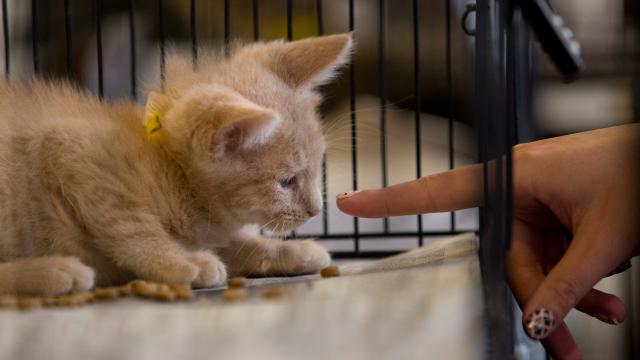 USDA Says It Will Stop Killing Cats