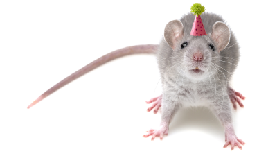 MDMA Made Older Mice Start Socialising Like Teenagers