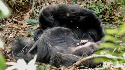 Heartbreaking New Observations Suggest Gorillas May Grieve For Their Dead