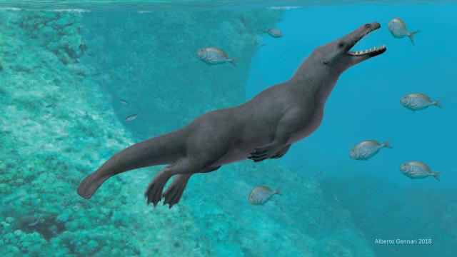 Unknown Species Of Ancient Four-Legged Whale Uncovered In Peru