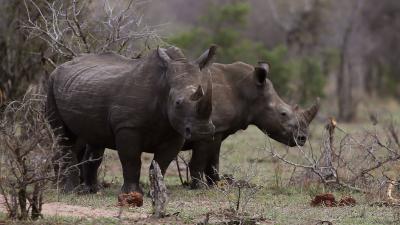 Rhino Poacher In South Africa Reportedly Killed By Elephant, Then Eaten By Lions