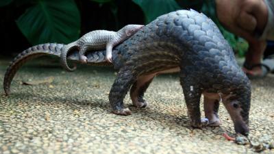 Singapore Officials Set Horrifying Record, Busting 14-Ton Shipment Of Smuggled Pangolin Scales