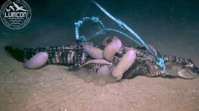 What Happens To A Dead Alligator At The Bottom Of The Sea