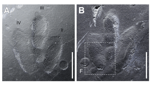 Intricate Skin Impressions Still Visible On ‘Exquisitely Preserved’ Dinosaur Footprints