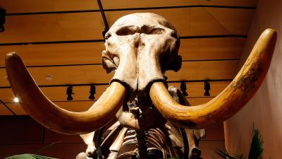 Scientists Could Soon Resurrect The Woolly Mammoth – But Should They?