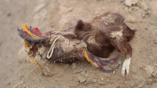 400-Year-Old Sacrificed Guinea Pigs Wearing Colourful Earrings And Necklaces Discovered In Peru