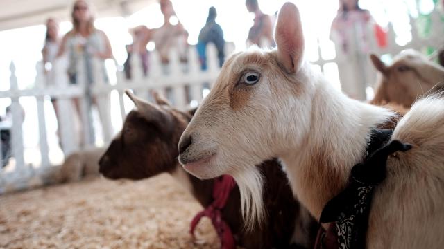 Petting Zoos May Be Chock Full Of Superbugs