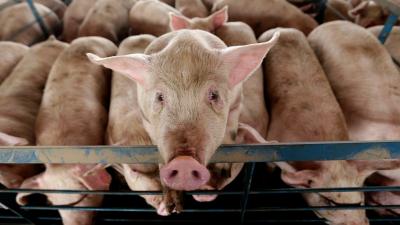 Scientists Partially Revive Disembodied Pig Brains, Raising Huge Questions